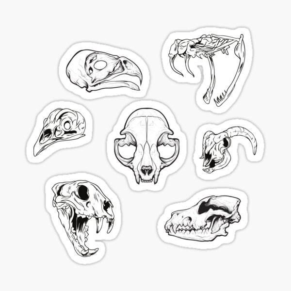 Animal Skulls Sketch Pack Sticker
