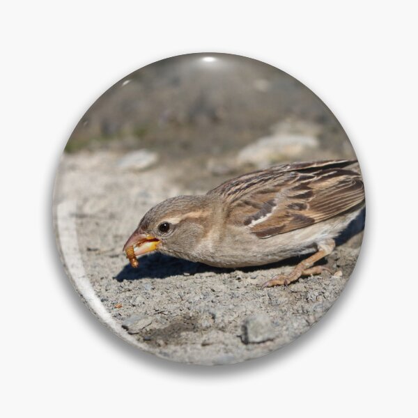 Item preview, Foraging sparrow designed and sold by GreyFeatherPhot.