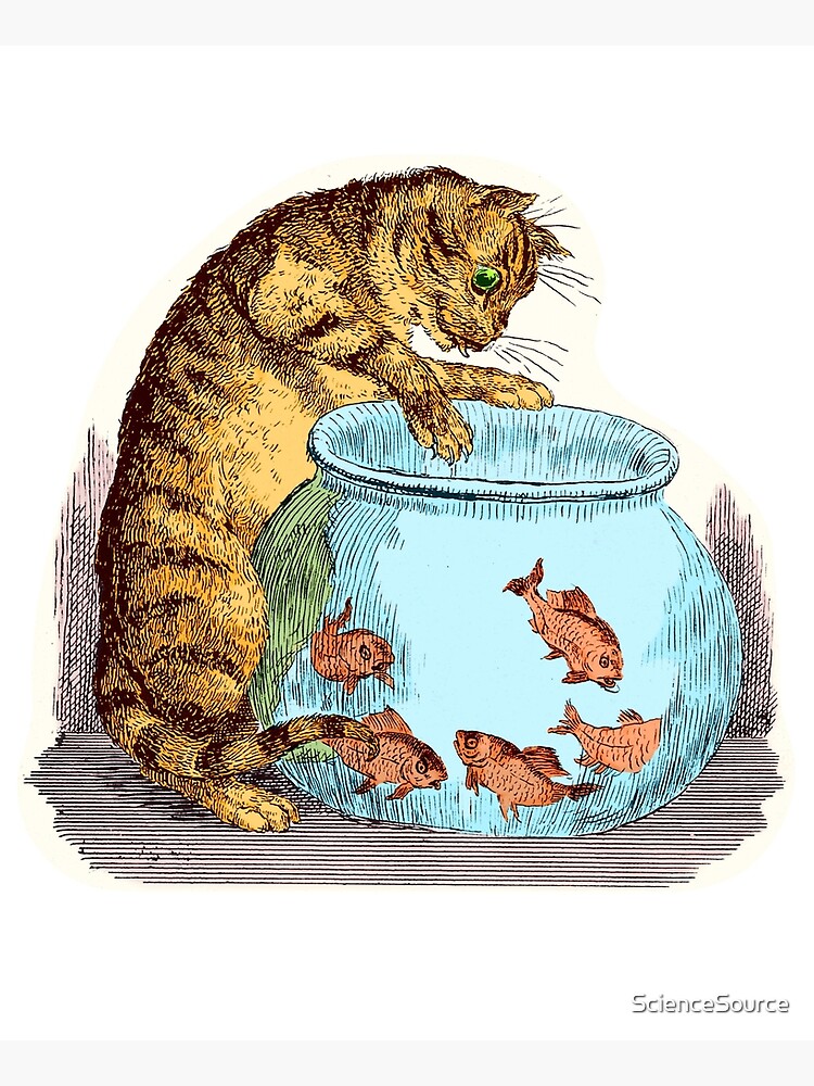 Funny Antique Drawing of a Cat and a Goldfish Bowl Poster for