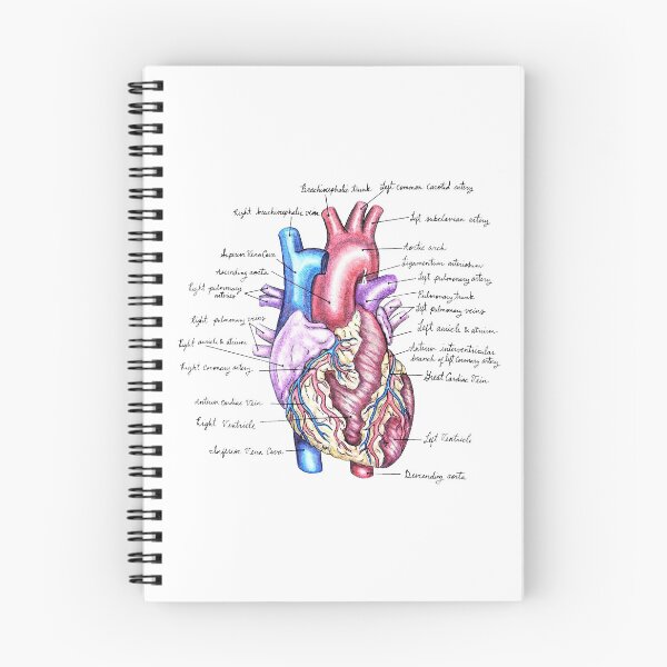 Item preview, External Heart | Anatomy Watercolor Illustration designed and sold by Karli Mogen.