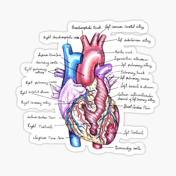 External Heart | Anatomy Watercolor Illustration Sticker