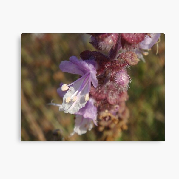 Item preview, Lavender designed and sold by Jess Nel.