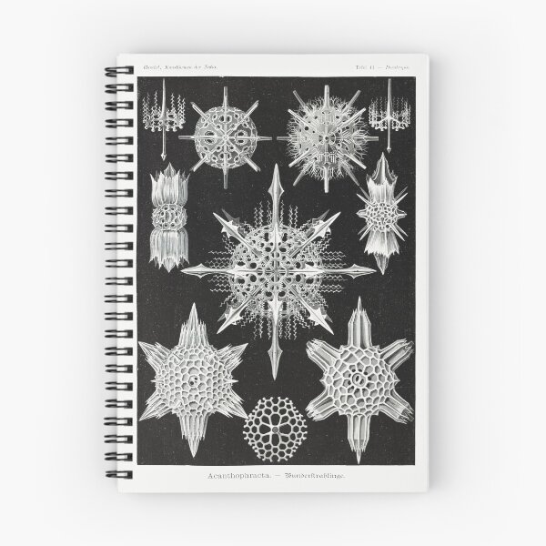 Item preview, Acanthophracta Science Biology Public Domain designed and sold by AlteredAtelier.