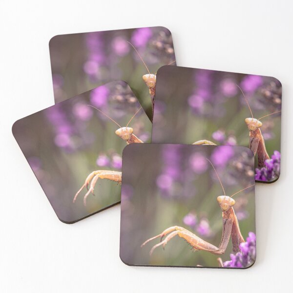 Item preview, Close-up of A Praying Mantis designed and sold by jillianbutolphphoto.