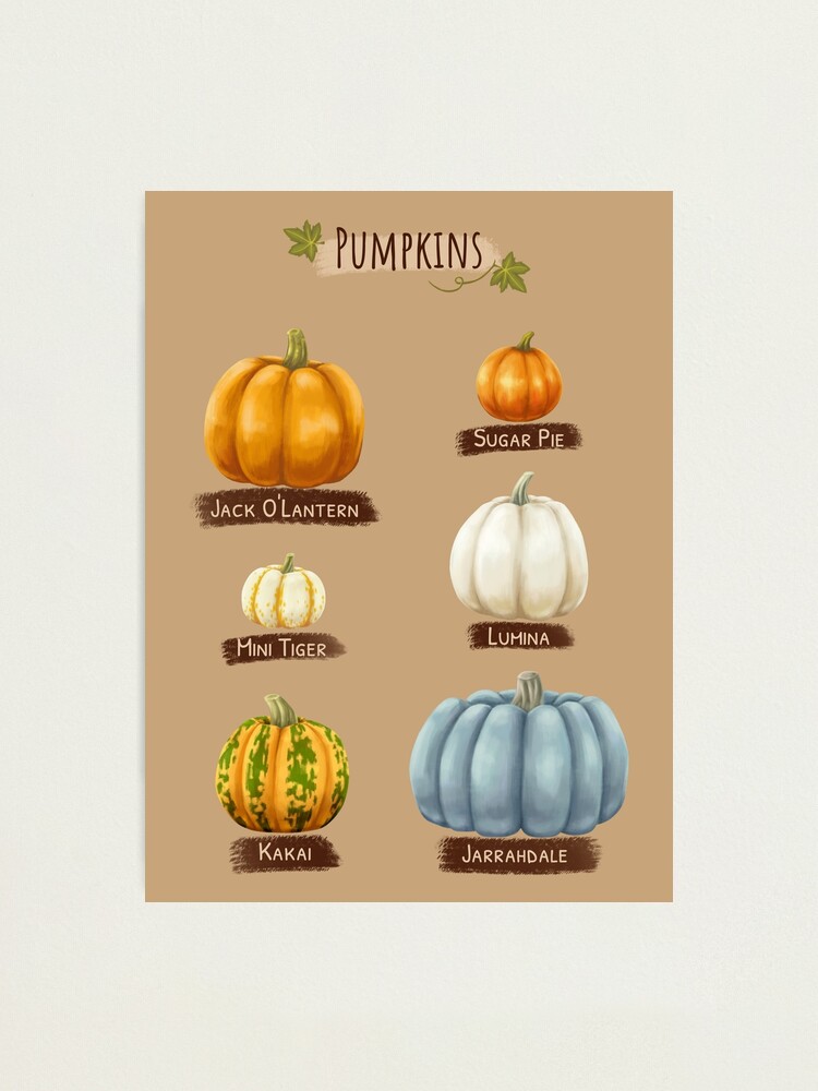 Types Of Pumpkins Photographic Print for Sale by ElectricFangs