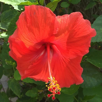 Artwork thumbnail, Flower by RitazMedia