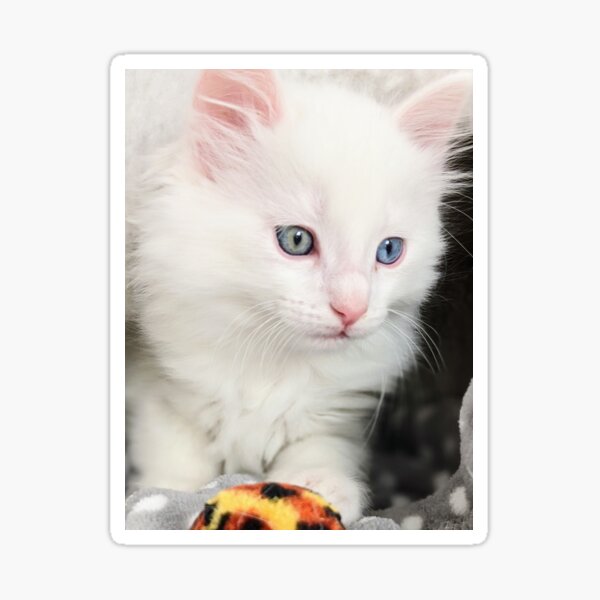 Item preview, Snow kitten designed and sold by Fluffycat2020.