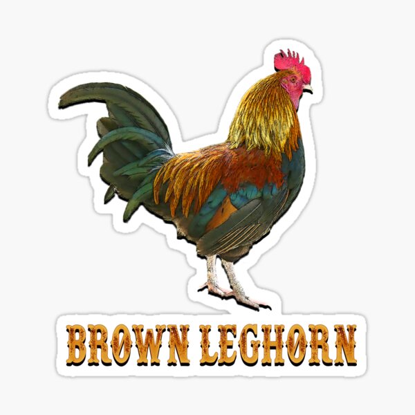 Brown Leghorn Chicken Sticker By Militarycanda Redbubble