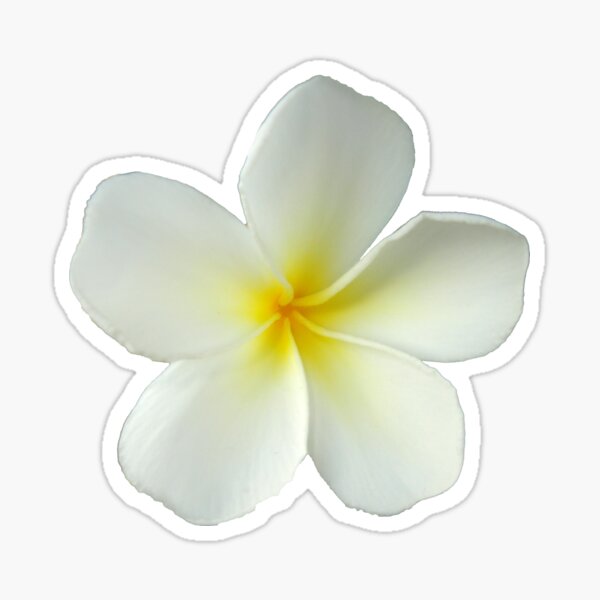 Item preview, Frangipani - White and Yellow on Light Green designed and sold by STHogan.