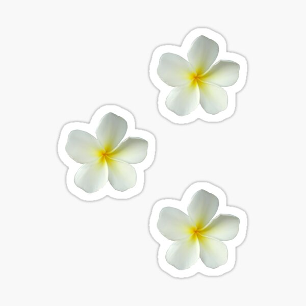 Aperçu de l'œuvre Frangipanier - blanc et jaune créée et vendue par STHogan.