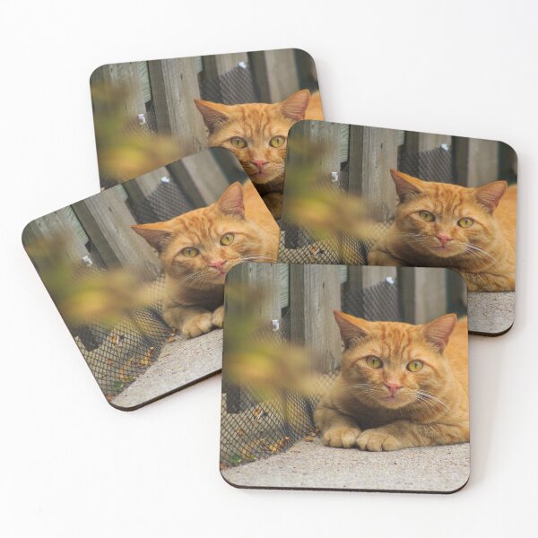 Item preview, Orange Tabby designed and sold by alexandracpinto.