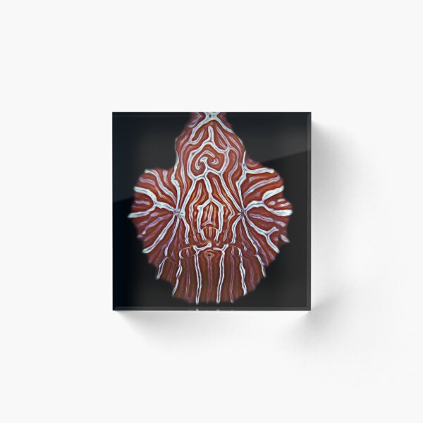 Ambon Psychedelic Frogfish Acrylic Block