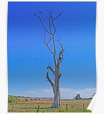 starling tree, Tasmania, Australia. Poster