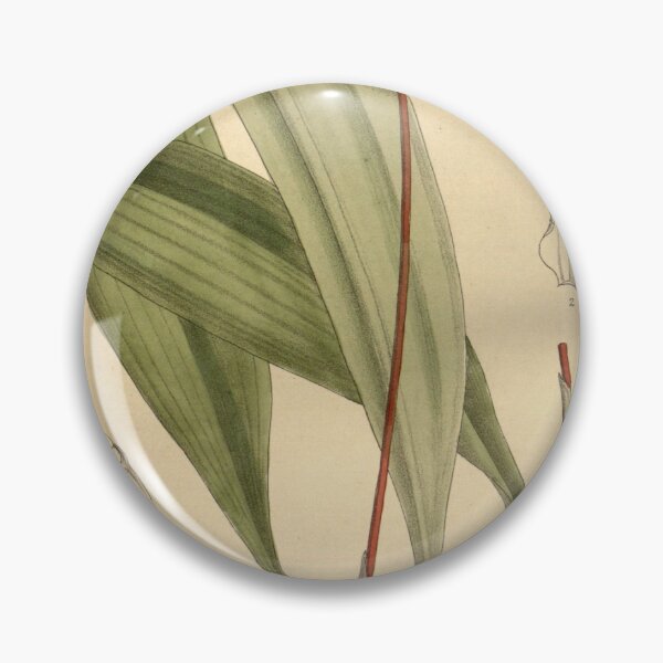 Item preview, Bulbophyllum mastersianum (as Cirrhopetalum mastersianum) Curtis' 139 (Ser. 4 no. 9) pl. 8531 (1913) designed and sold by EsotericBotanic.