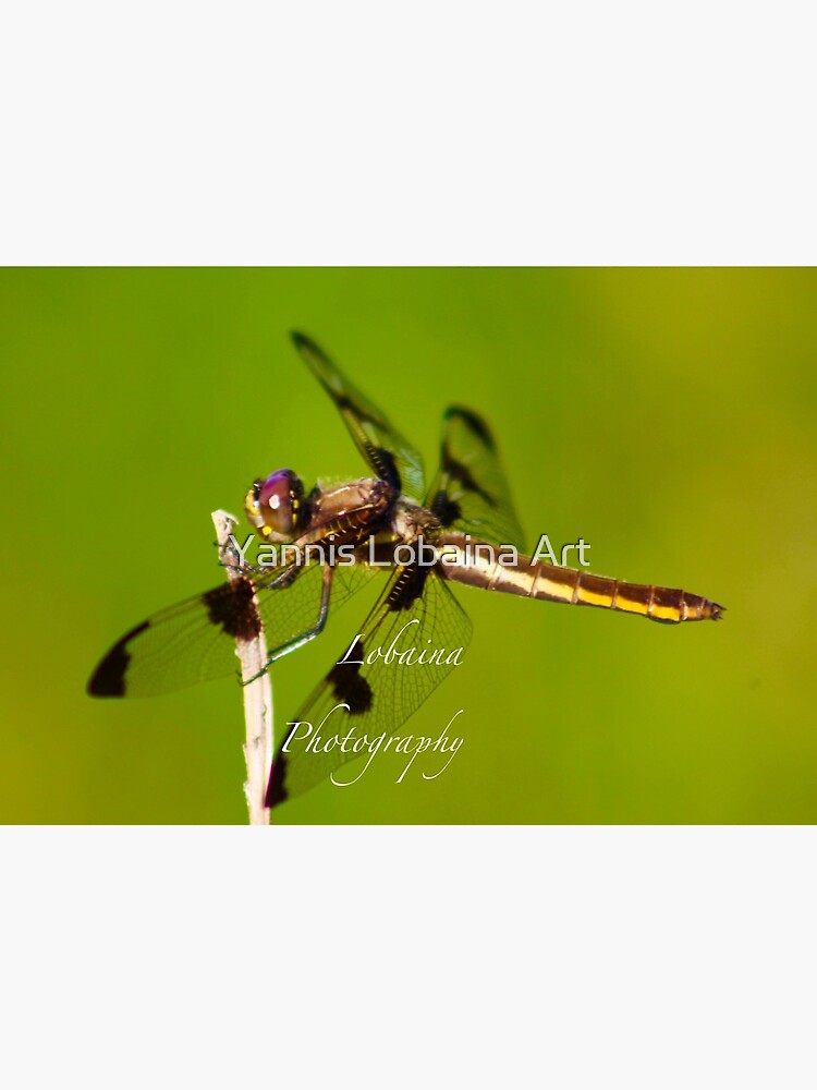 Dragonfly of the enchanted forest by Yannis Lobaina by lobaina1979