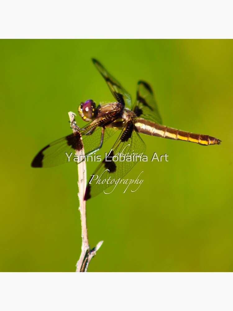 Dragonfly of the enchanted forest by Yannis Lobaina by lobaina1979