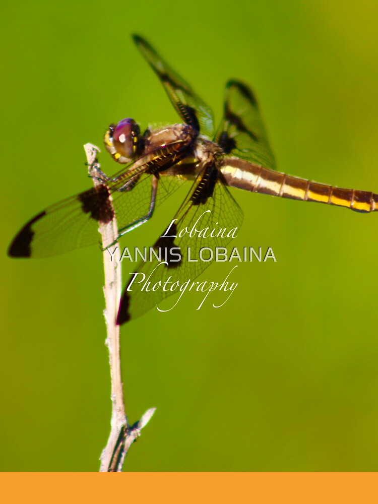  Dragonfly of the enchanted forest by Yannis Lobaina  by lobaina1979