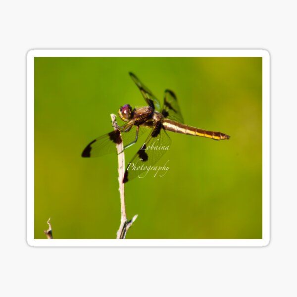 Dragonfly of the enchanted forest by Yannis Lobaina Sticker