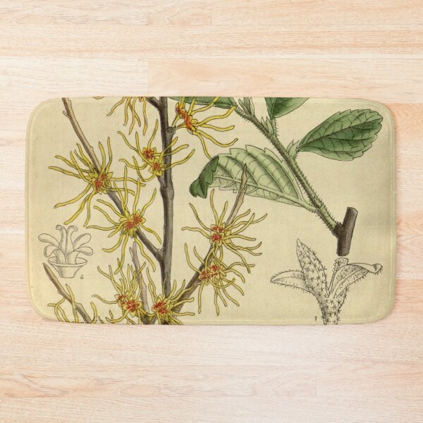 Item preview, Hamamelis vernalis 140 8573 designed and sold by EsotericBotanic.
