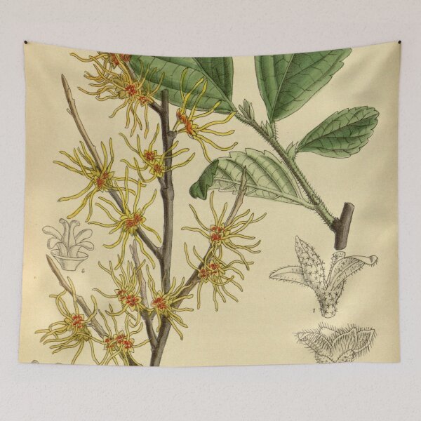Item preview, Hamamelis vernalis 140 8573 designed and sold by EsotericBotanic.