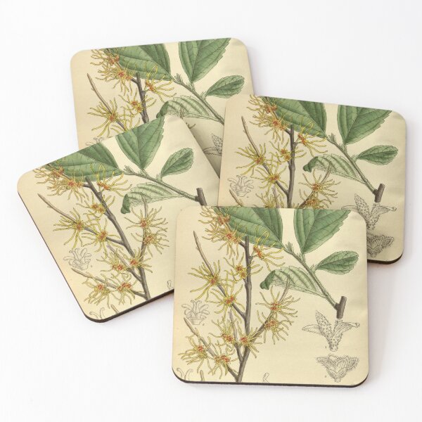 Item preview, Hamamelis vernalis 140 8573 designed and sold by EsotericBotanic.