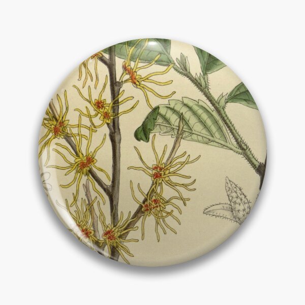 Item preview, Hamamelis vernalis 140 8573 designed and sold by EsotericBotanic.