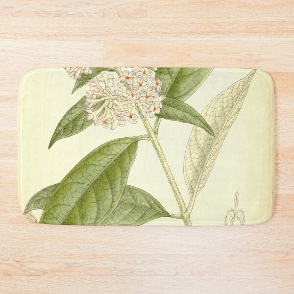 Item preview, Buddleia officinalis 137 8401 designed and sold by EsotericBotanic.