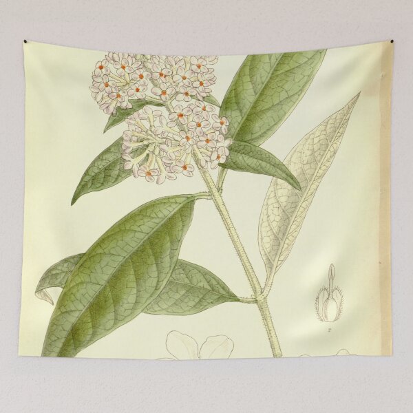 Item preview, Buddleia officinalis 137 8401 designed and sold by EsotericBotanic.