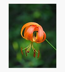 Turk's Cap Photographic Print