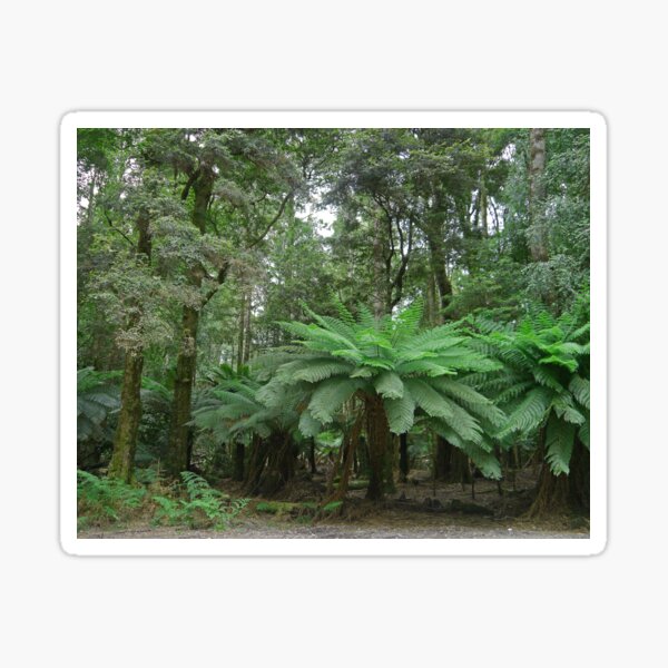 Item preview, Treefern Forest, Dip Falls, Tasmania, Australia designed and sold by Margaret  Hyde.