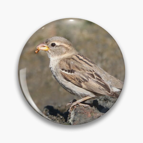 Item preview, Female house sparrow designed and sold by GreyFeatherPhot.
