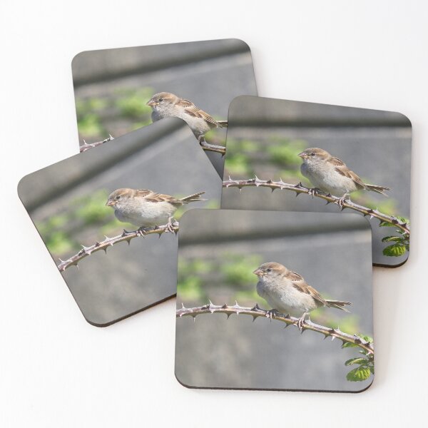 Item preview, Fledgling sparrow designed and sold by GreyFeatherPhot.
