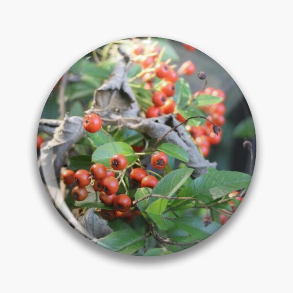 Item preview, Orange autumn berries in a ray of sunlight - Photography designed and sold by greatnorris.
