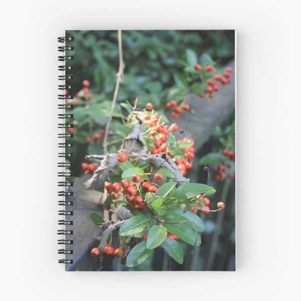 Item preview, Orange autumn berries in a ray of sunlight - Photography designed and sold by greatnorris.