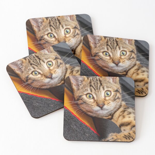 Item preview, Just Lazing around Kitten designed and sold by Dalyndigital Photography.