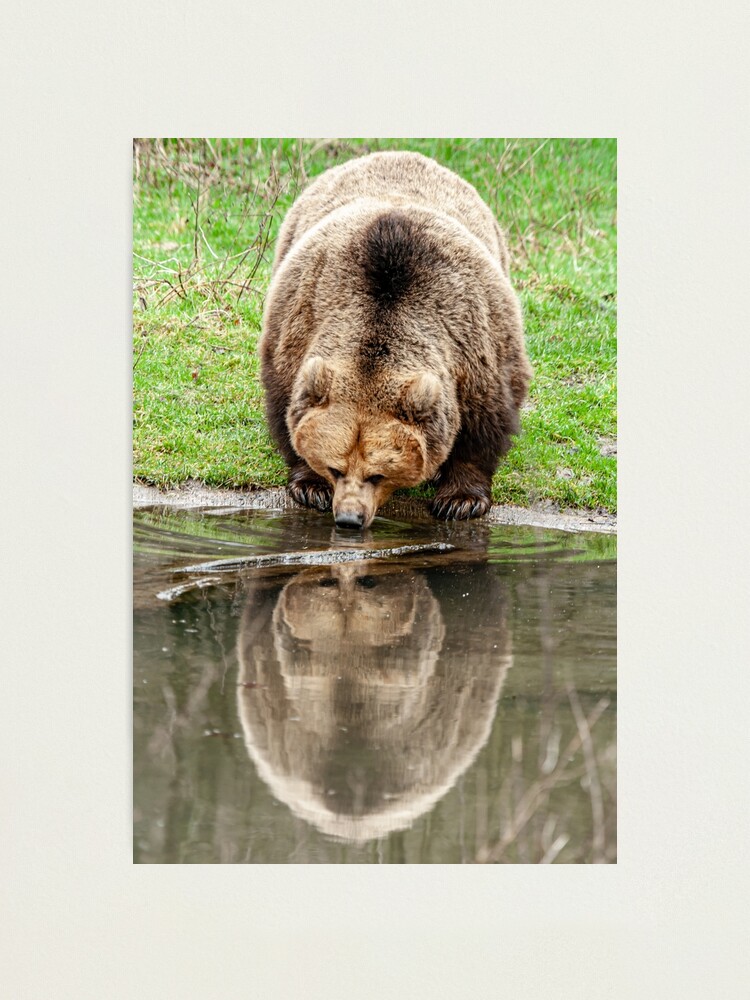 Reflections on The Bear