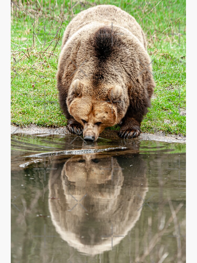 Reflections on The Bear