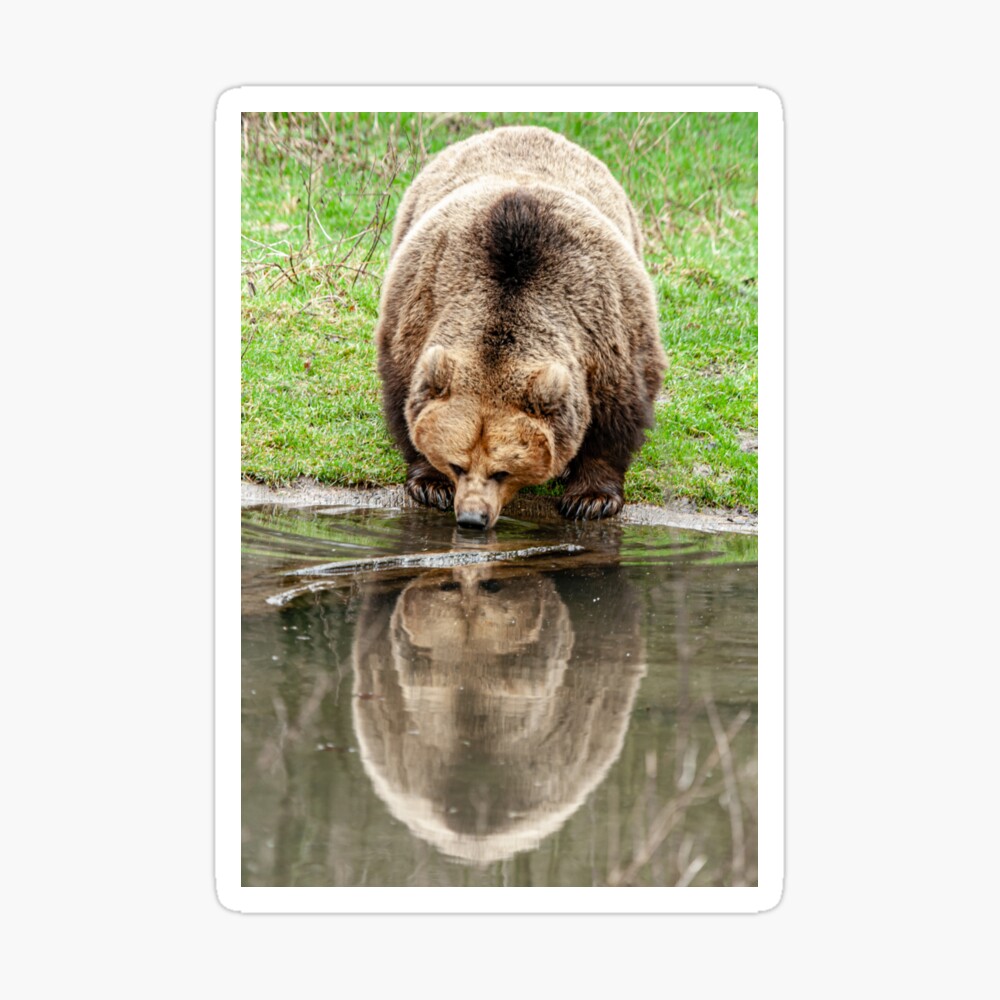 Reflections on The Bear