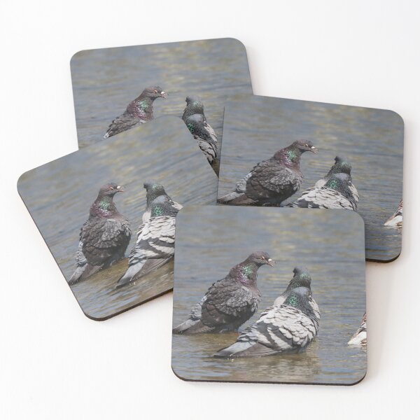 Item preview, Pigeon disagreement designed and sold by GreyFeatherPhot.