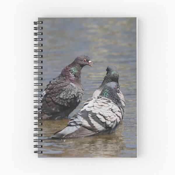 Item preview, Pigeon disagreement designed and sold by GreyFeatherPhot.