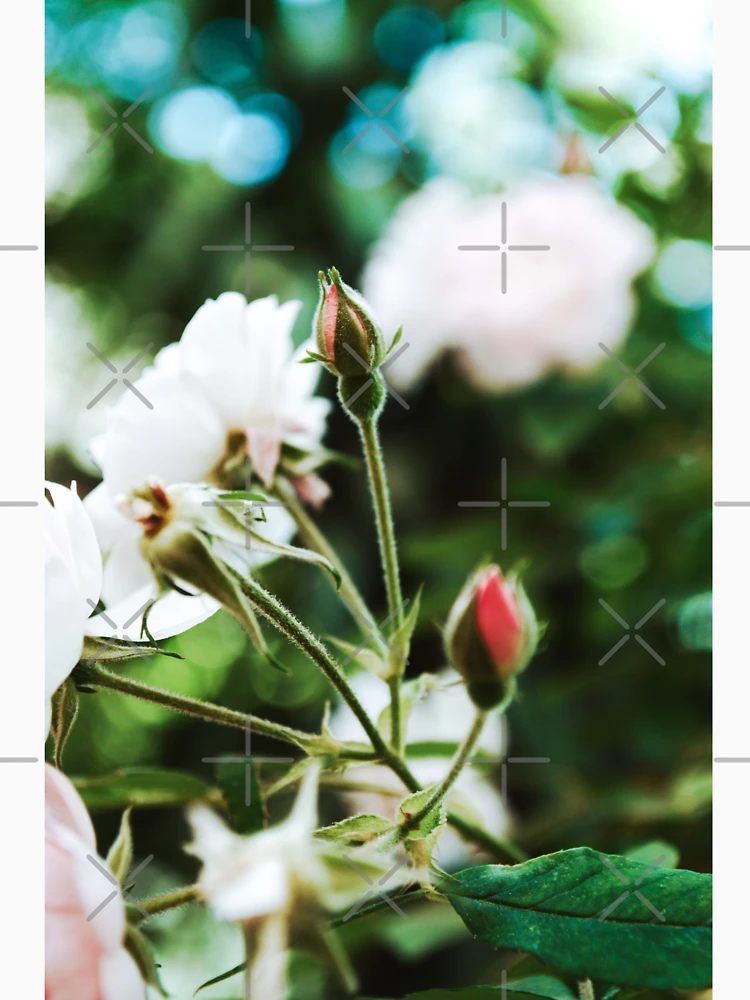 Thumbnail 7 of 7, Classic T-Shirt, Spring Roses Flowers designed and sold by Spring-Flower-.