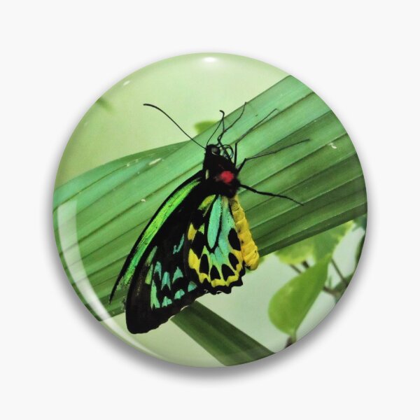 Item preview, Queen Alexandra's birdwing designed and sold by tomeoftrovius.