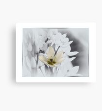 Weiße Sternblume - Ornithogalum 2 Leinwanddruck