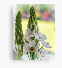 Weiße Sternblume - Ornithogalum 3 Leinwanddruck