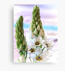 Weiße Sternblume - Ornithogalum 4 Leinwanddruck