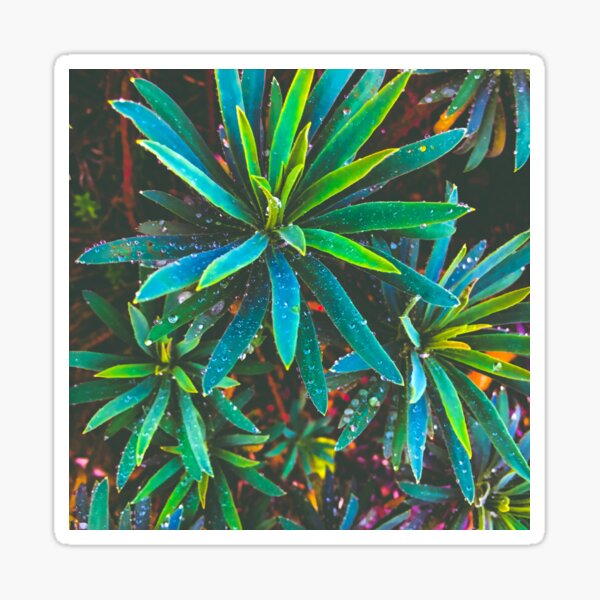 Deep Green Raindrop Leaves Sticker