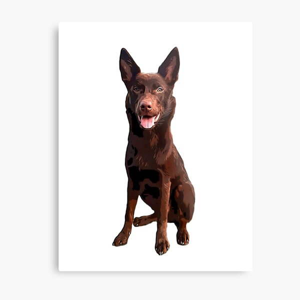 chocolate kelpie