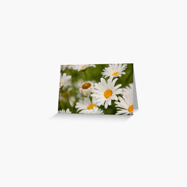 Daiseys Greeting Card