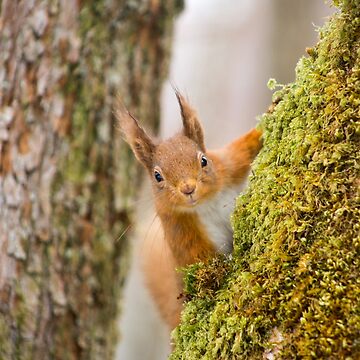 Artwork thumbnail, Galloway Forest Park Red Squirrel #3 by davecurrie