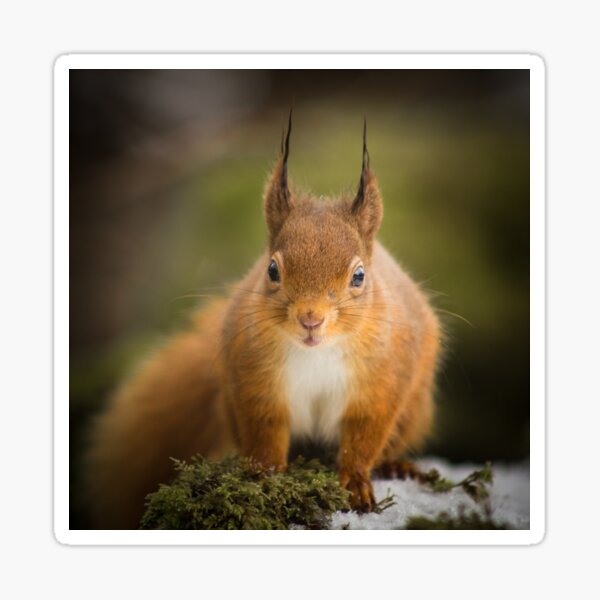 Galloway Forest Park Red Squirrel #1 Sticker
